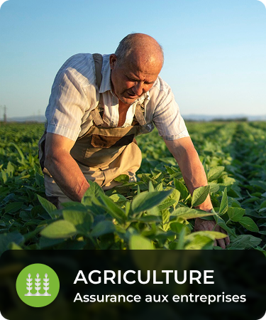 P&C Commercial_LineCarousel_Agri Older man kneeling on ground, looking at crops. Bottom menu says Agriculture, a P&C Commercial insurance line offered by Olivo.